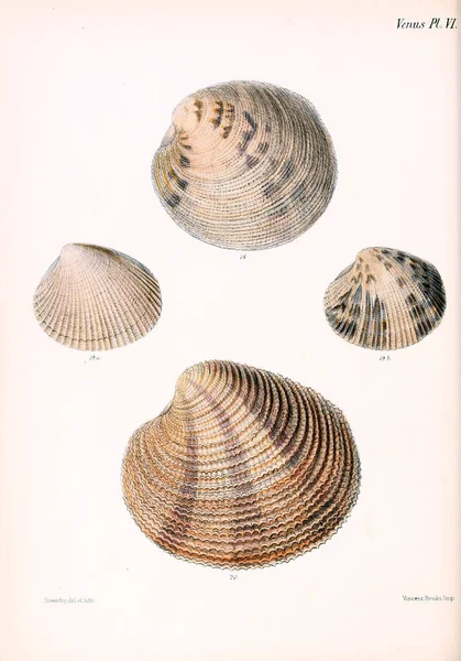 Illustratie Van Schelpen Conchologia Iconica Illustraties Van Schelpen Van Molluscous — Stockfoto