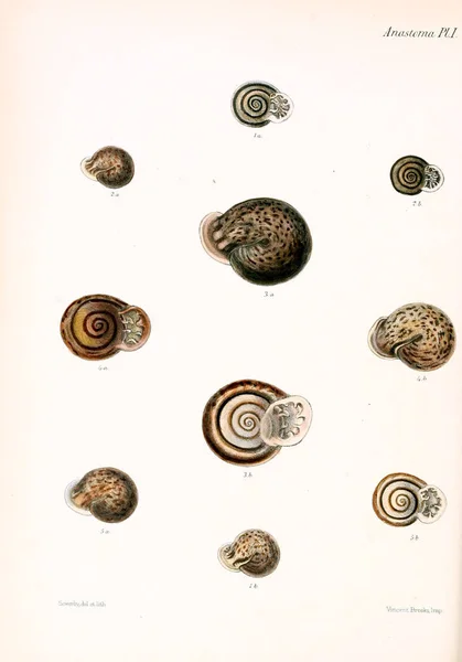 조개의 그림입니다 Conchologia Iconica Molluscous 동물의 포탄의 — 스톡 사진