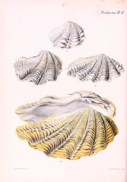 Muschelillustration Conchologia Iconica Oder Abbildungen Der Schalen Von Weichtieren — Stockfoto