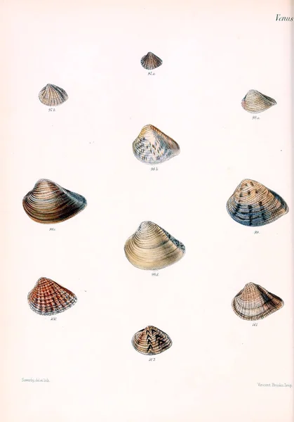 Tengeri Kagylókból Illusztrációja Conchologia Iconica Vagy Héját Molluscous Állat Illusztrációk — Stock Fotó