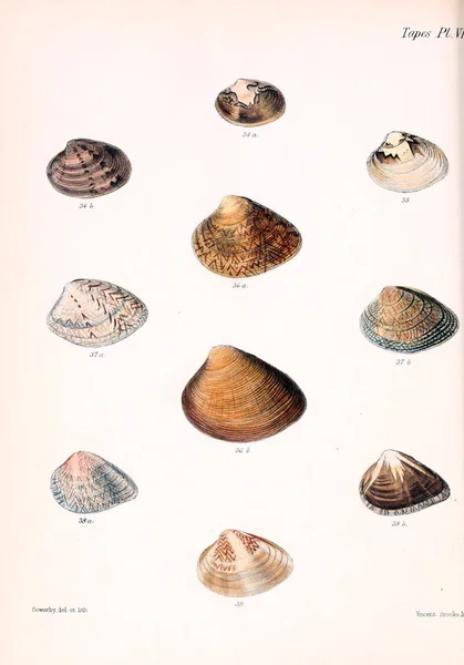 Illustrazione Delle Conchiglie Conchologia Iconica Illustrazioni Delle Conchiglie Molluschi — Foto Stock