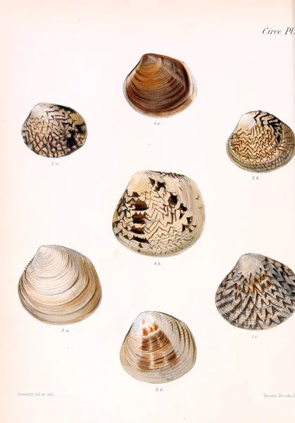 Illustration Snäckskal Conchologia Iconica Eller Illustrationer Skal Molluscous Djur — Stockfoto