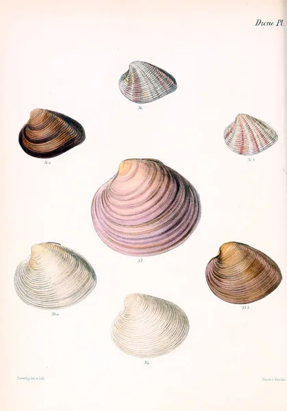 Illustrazione Delle Conchiglie Conchologia Iconica Illustrazioni Delle Conchiglie Molluschi — Foto Stock