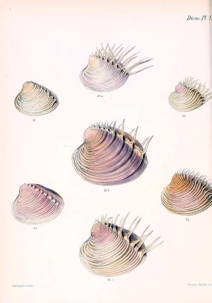 Ilustracja Muszelek Conchologia Iconica Lub Ilustracje Muszli Molluscous Zwierząt — Zdjęcie stockowe