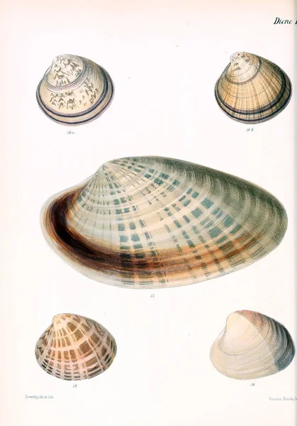 조개의 그림입니다 Conchologia Iconica Molluscous 동물의 포탄의 — 스톡 사진