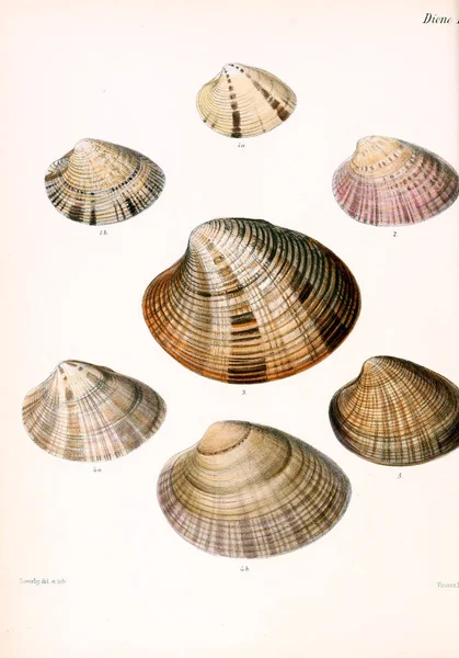 Tengeri Kagylókból Illusztrációja Conchologia Iconica Vagy Héját Molluscous Állat Illusztrációk — Stock Fotó