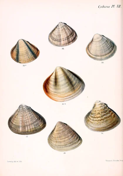 Illustratie Van Schelpen Conchologia Iconica Illustraties Van Schelpen Van Molluscous — Stockfoto