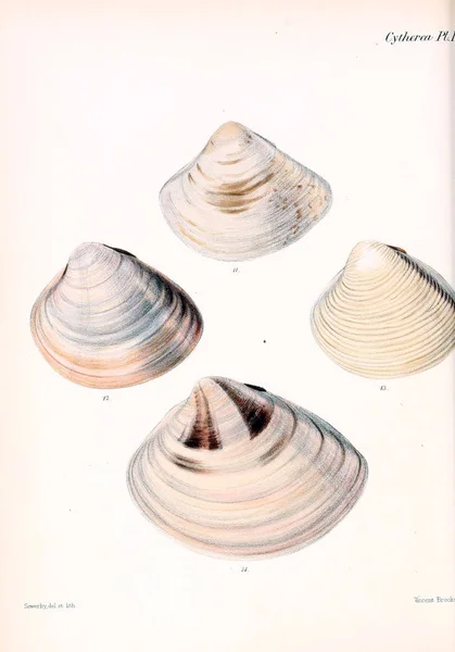 Illustrazione Delle Conchiglie Conchologia Iconica Illustrazioni Delle Conchiglie Molluschi — Foto Stock