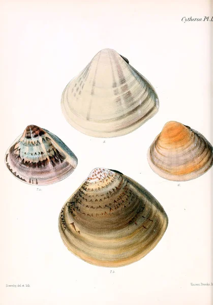 Tengeri Kagylókból Illusztrációja Conchologia Iconica Vagy Héját Molluscous Állat Illusztrációk — Stock Fotó