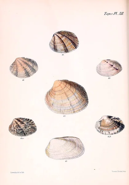 Ilustracja Muszelek Conchologia Iconica Lub Ilustracje Muszli Molluscous Zwierząt — Zdjęcie stockowe