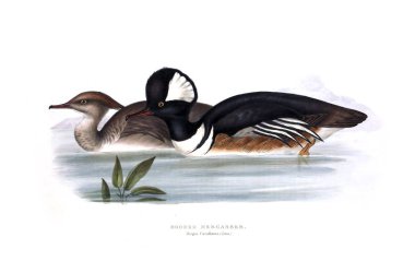 Bir kuş Illustration. Avrupa'nın kuşları.