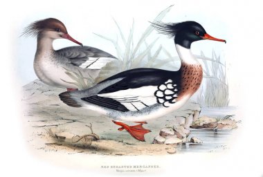 Bir kuş Illustration. Avrupa'nın kuşları.