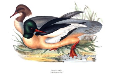 Bir kuş Illustration. Avrupa'nın kuşları.