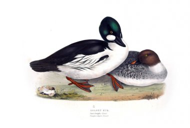 Bir kuş Illustration. Avrupa'nın kuşları.