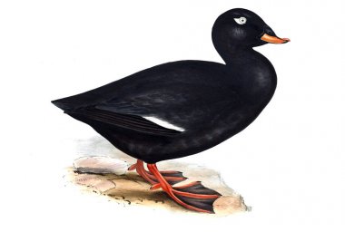 Bir kuş Illustration. Avrupa'nın kuşları.