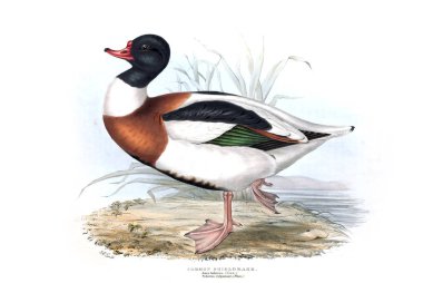 Bir kuş Illustration. Avrupa'nın kuşları.