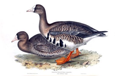 Bir kuş Illustration. Avrupa'nın kuşları.