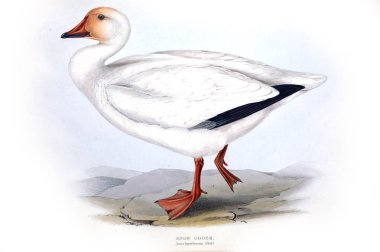 Bir kuş Illustration. Avrupa'nın kuşları.