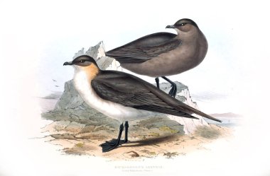 Bir kuş Illustration. Avrupa'nın kuşları.