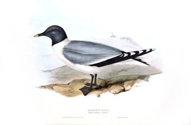 Bir kuş Illustration. Avrupa'nın kuşları.