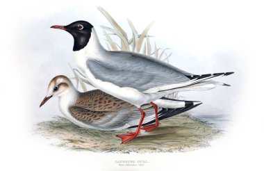 Bir kuş Illustration. Avrupa'nın kuşları.