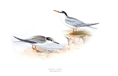 Bir kuş Illustration. Avrupa'nın kuşları.