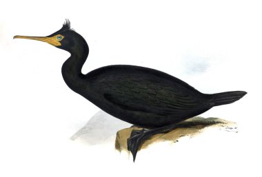 Bir kuş Illustration. Avrupa'nın kuşları.