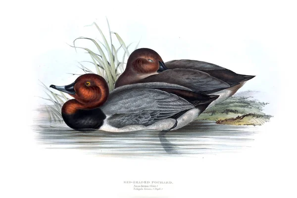 Illustration Fugl Europæiske Fugle - Stock-foto