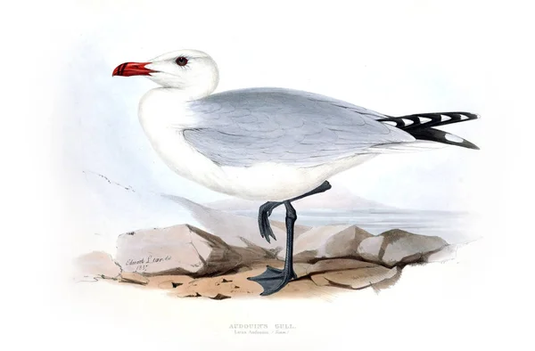 Иллюстрация Птицы Птицы Европы — стоковое фото