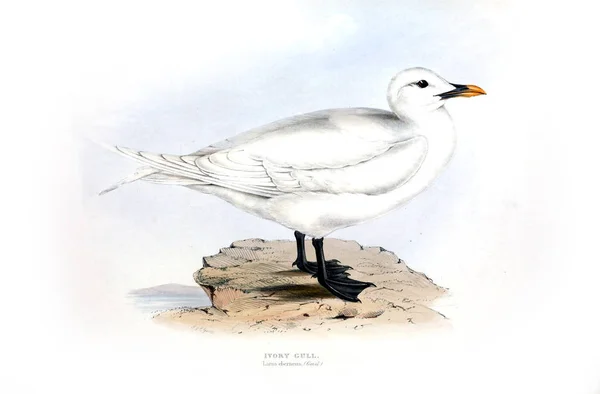 Ilustración Ave Las Aves Europa — Foto de Stock