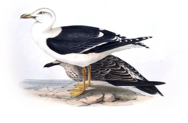 Bir Kuş Illustration Avrupa Nın Kuşları — Stok fotoğraf