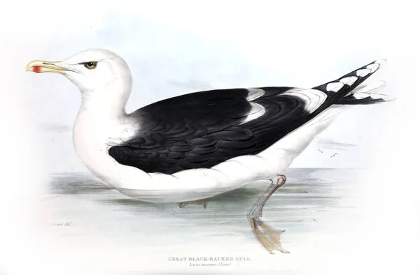 Illustration of a bird. The birds of Europe.