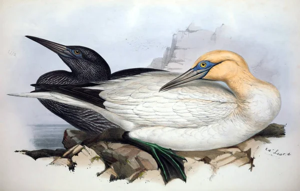 Ilustração Pássaro Aves Europa — Fotografia de Stock