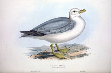 Bir kuş Illustration. Avrupa'nın kuşları.