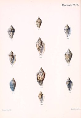 Conchologia iconica veya kabukları molluscous hayvan çizimleri