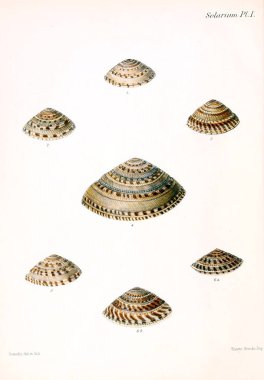 Conchologia iconica veya kabukları molluscous hayvan çizimleri