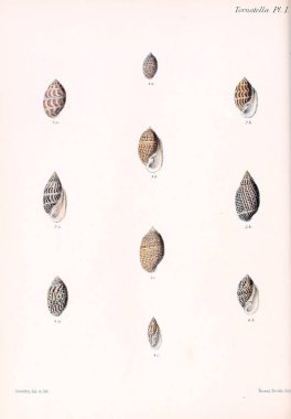 Conchologia iconica veya kabukları molluscous hayvan çizimleri