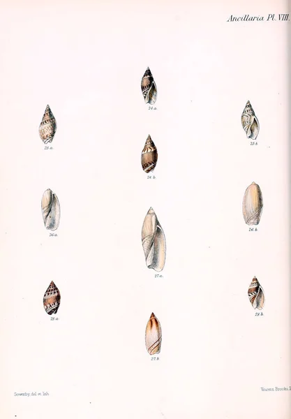 Conchologia Iconica Иллюстрации Раковин Моллюсков — стоковое фото