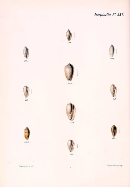 Conchologia Iconica Ilustrações Das Conchas Animais Moluscos — Fotografia de Stock