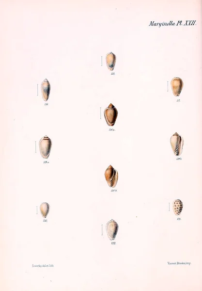 Conchologia Iconica Иллюстрации Раковин Моллюсков — стоковое фото