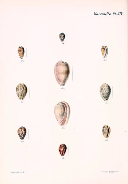 Conchologia Iconica Vagy Héját Molluscous Állatok Illusztrációk — Stock Fotó