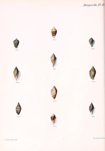 Conchologia Iconica Εικόνες Από Κελύφη Των Molluscous Ζώων — Φωτογραφία Αρχείου