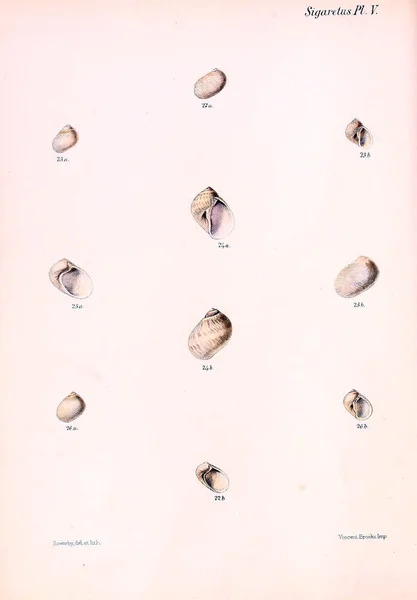 Conchologia Iconica または軟体動物動物の殻のイラスト — ストック写真