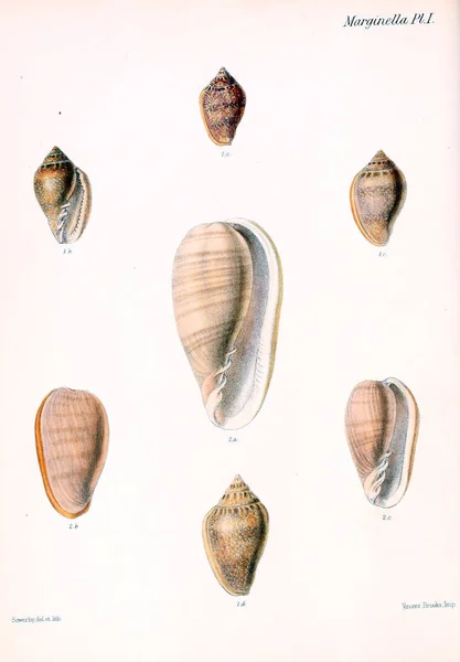 Conchologia Iconica Vagy Héját Molluscous Állatok Illusztrációk — Stock Fotó