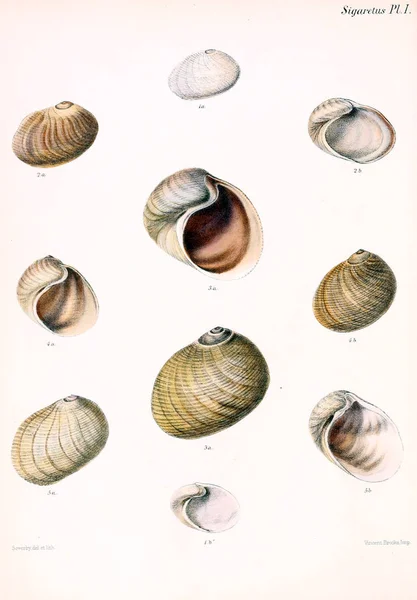 Conchologia Iconica Molluscous 동물의 포탄의 — 스톡 사진