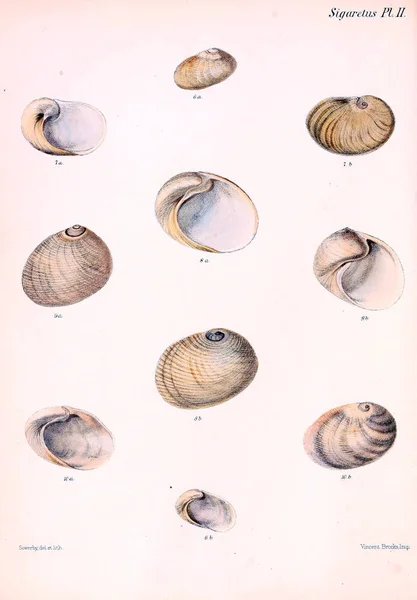 Conchologia Iconica Lub Ilustracje Muszli Molluscous Zwierząt — Zdjęcie stockowe