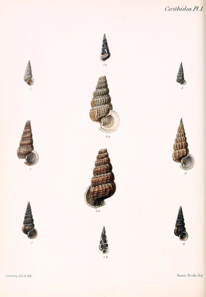Conchologia Iconica Εικόνες Από Κελύφη Των Molluscous Ζώων — Φωτογραφία Αρχείου