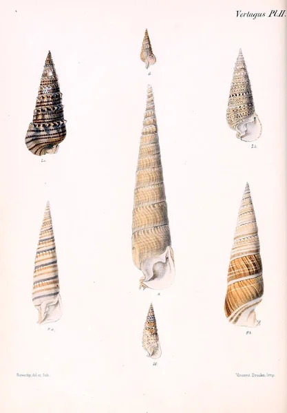 Conchologia Iconica Illustrations Des Coquilles Des Mollusques — Photo