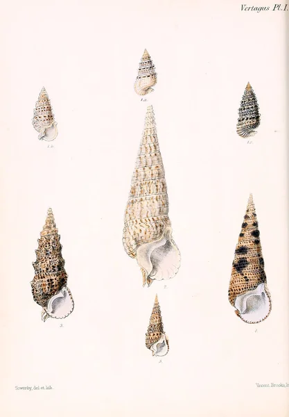 Conchologia Iconica Ilustraciones Las Conchas Animales Moluscos — Foto de Stock