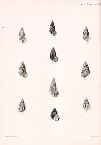 Conchologia Iconica Illustraties Van Schelpen Van Molluscous Dieren — Stockfoto